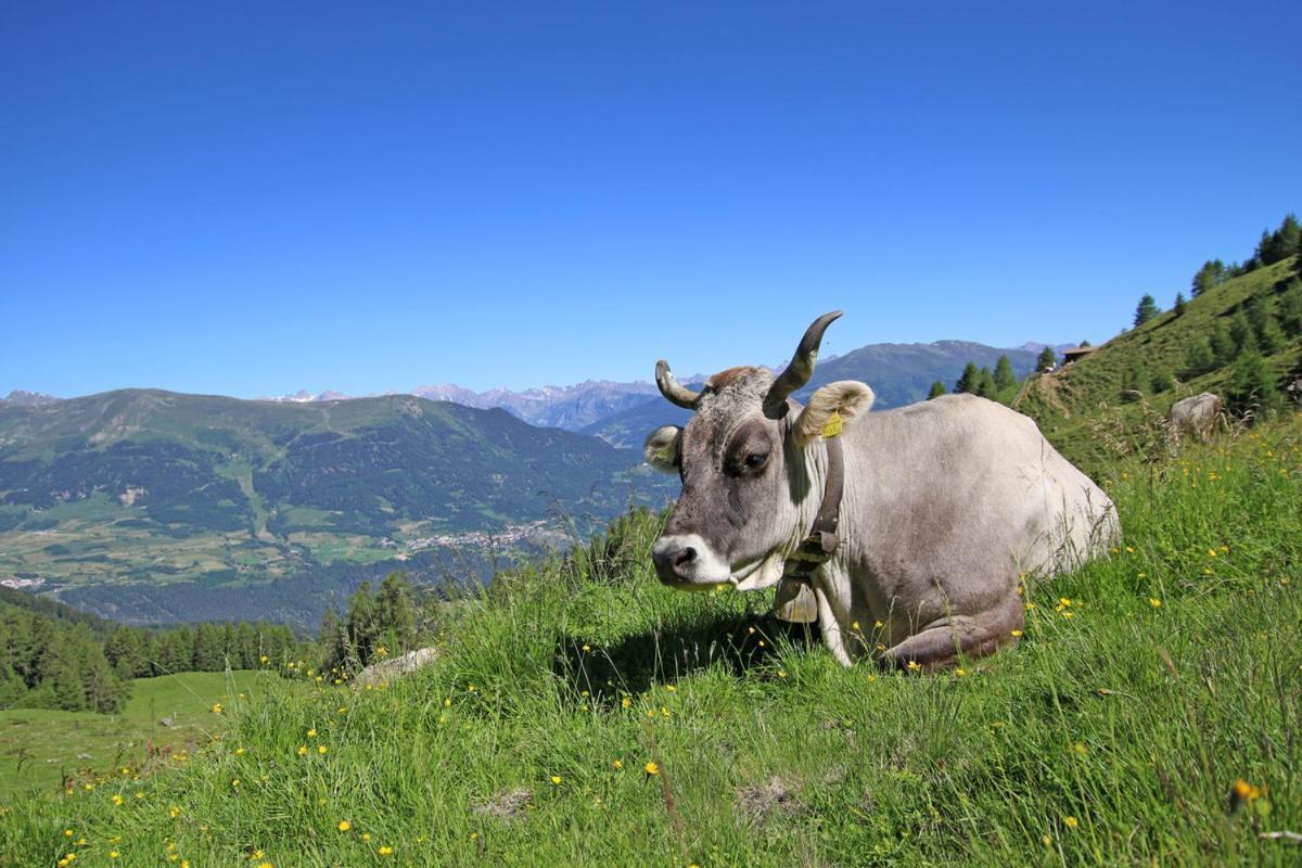 Pension Fuchs Pfunds Esterno foto